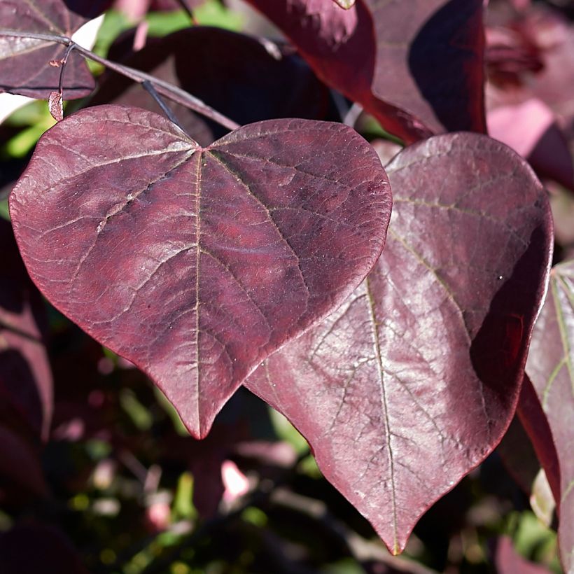 Gainier du Canada - Cercis canadensis Red Force (Feuillage)