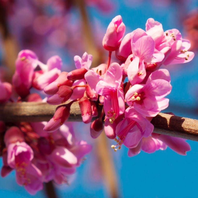 Gainier du Canada - Cercis canadensis Red Force (Floraison)