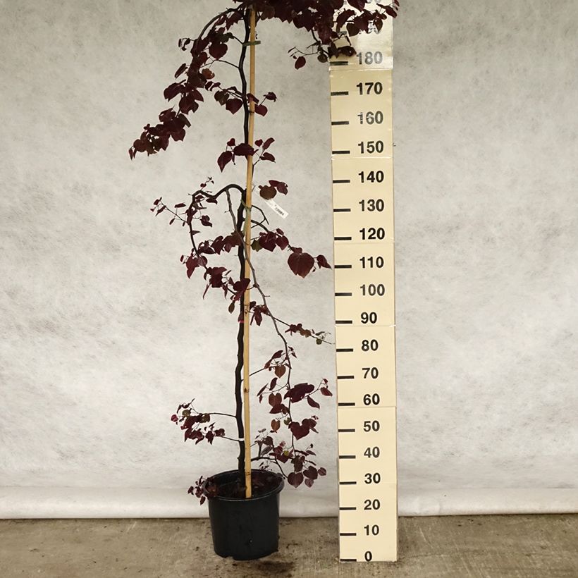 Spécimen de Cercis canadensis Ruby Falls – Arbre de Judée pleureur, nain et pourpre Pot de 7,5L/10LHauteur livrée env. 100/+cm tel que livré au printemps