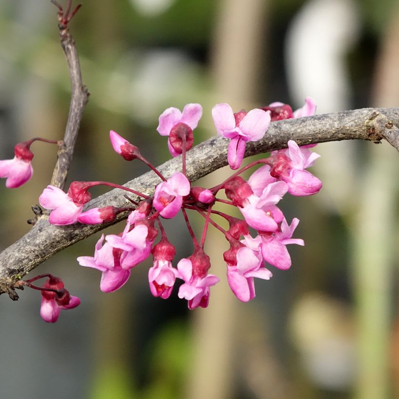 Cercis canadensis Ruby Falls – Arbre de Judée pleureur, nain et pourpre (Floraison)