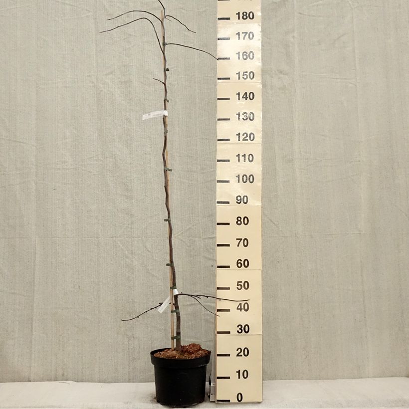 Spécimen de Cercis canadensis Ruby Falls – Arbre de Judée pleureur, nain et pourpre Pot de 7,5L/10LHauteur livrée env. 100/125cm tel que livré au printemps