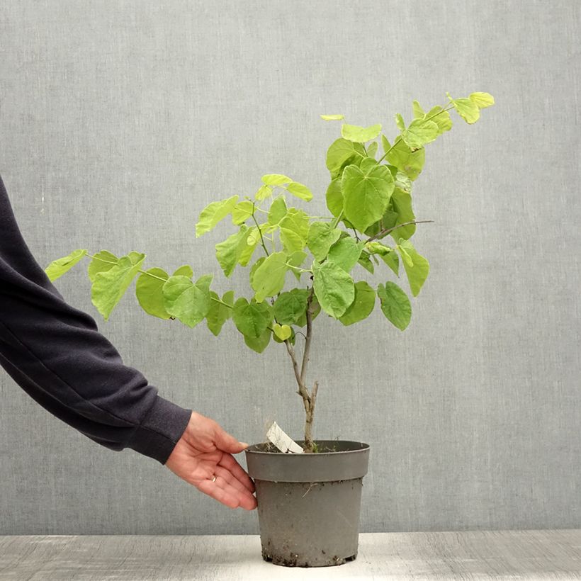 Spécimen de Cercis canadensis Texas White - Gainier du Canada Pot de 4L/5L tel que livré en été