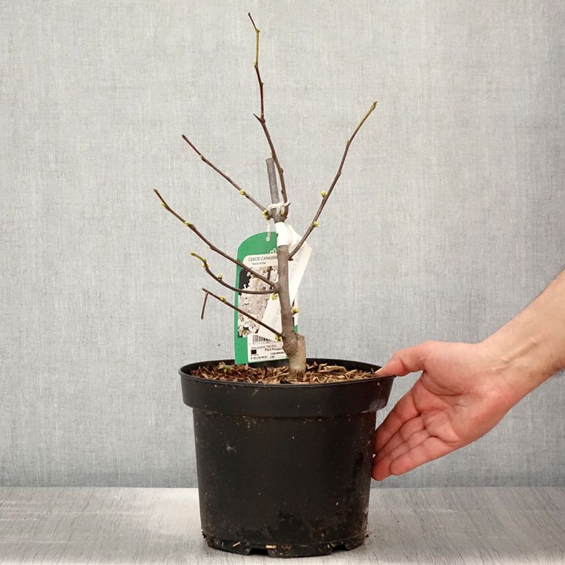 Spécimen de Cercis canadensis Texas White - Gainier du Canada - Pot de 4L/5L tel que livré au printemps