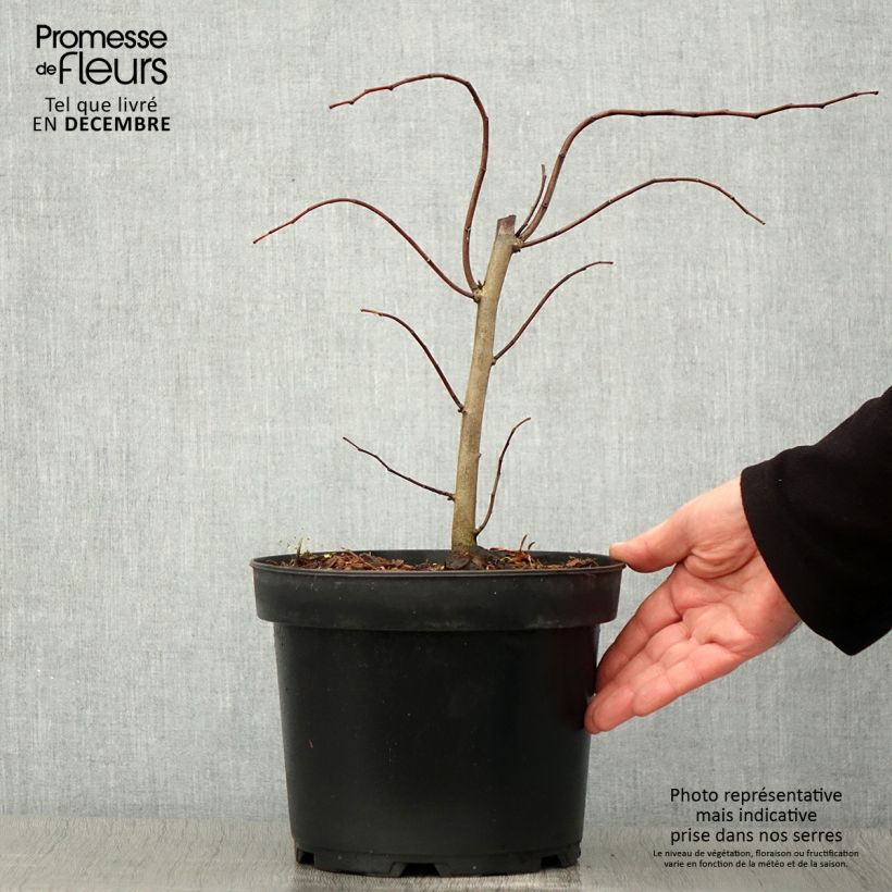 Spécimen de Cercis canadensis The Rising Sun - Gainier du Canada Pot de 2L/3L tel que livré en automne