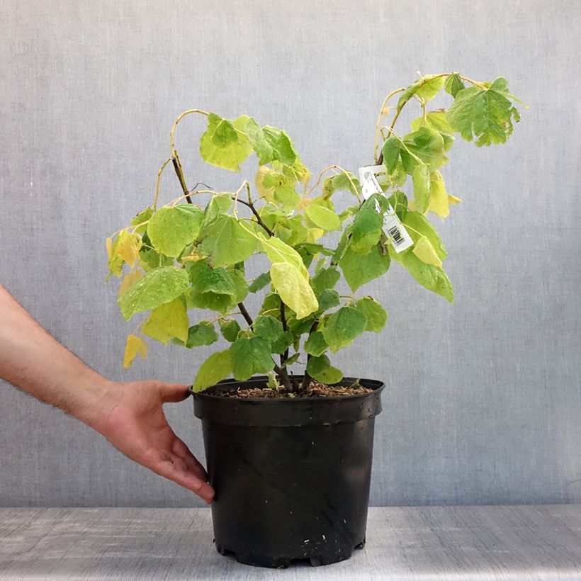 Spécimen de Cercis canadensis The Rising Sun - Gainier du Canada Pot de 6L/7L tel que livré en été