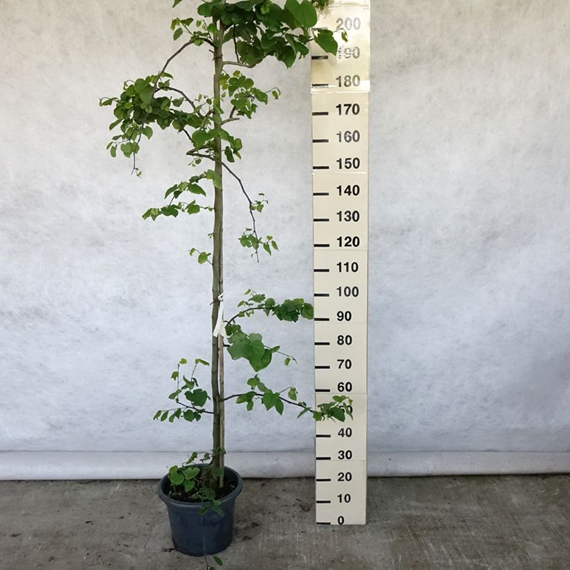 Spécimen de Cercis canadensis Vanilla Twist - Gainier du Canada pleureur blanc Pot de 7,5L/10L, Baliveau tel que livré en été