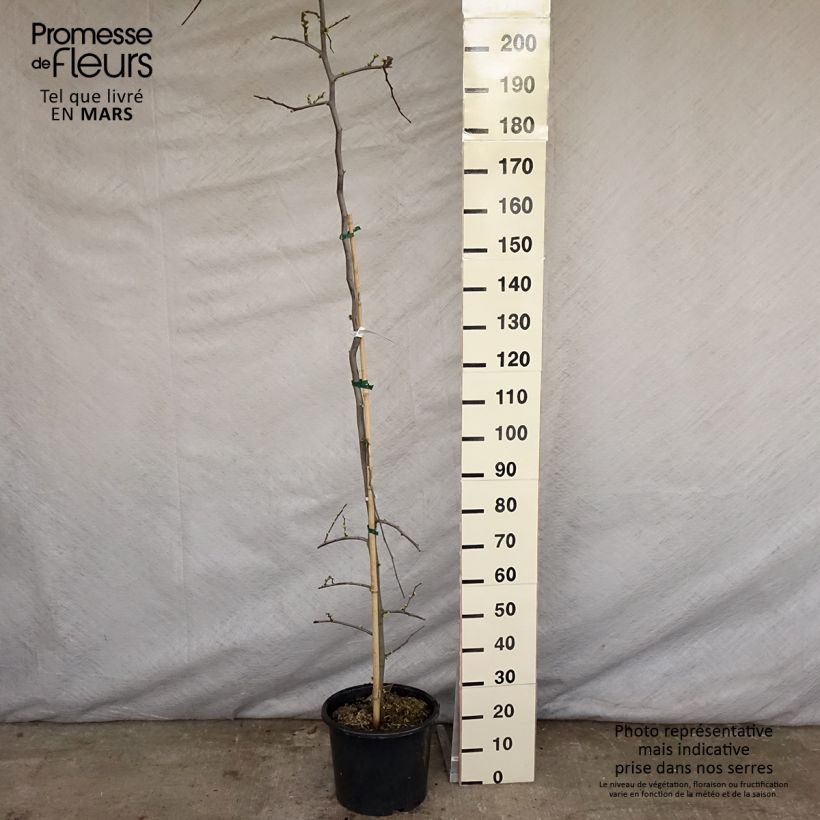 Spécimen de Cercis canadensis Vanilla Twist - Gainier du Canada pleureur blanc Pot de 7,5L/10L, BaliveauHauteur livrée env. 200/+cm tel que livré au printemps