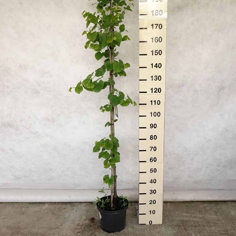 Spécimen de Cercis canadensis Vanilla Twist - Gainier du Canada pleureur blanc Pot de 7,5L/10L, Demi-tige tel que livré en été