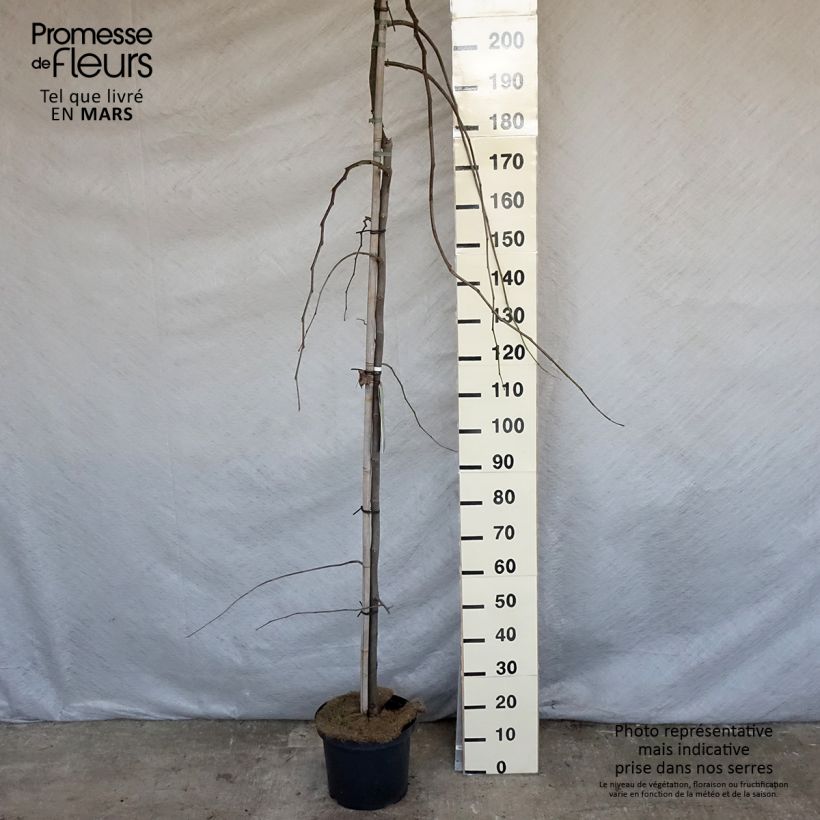 Spécimen de Cercis canadensis Vanilla Twist - Gainier du Canada pleureur blanc en pot de 7,5L/10L Demie-tige tel que livré au printemps