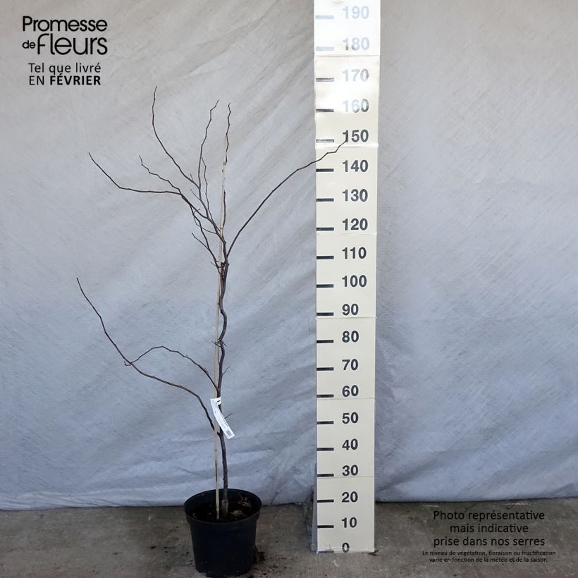 Spécimen de Cercis Carolina Sweetheart - Gainier du Canada panaché Pot de 6L/7L tel que livré en hiver