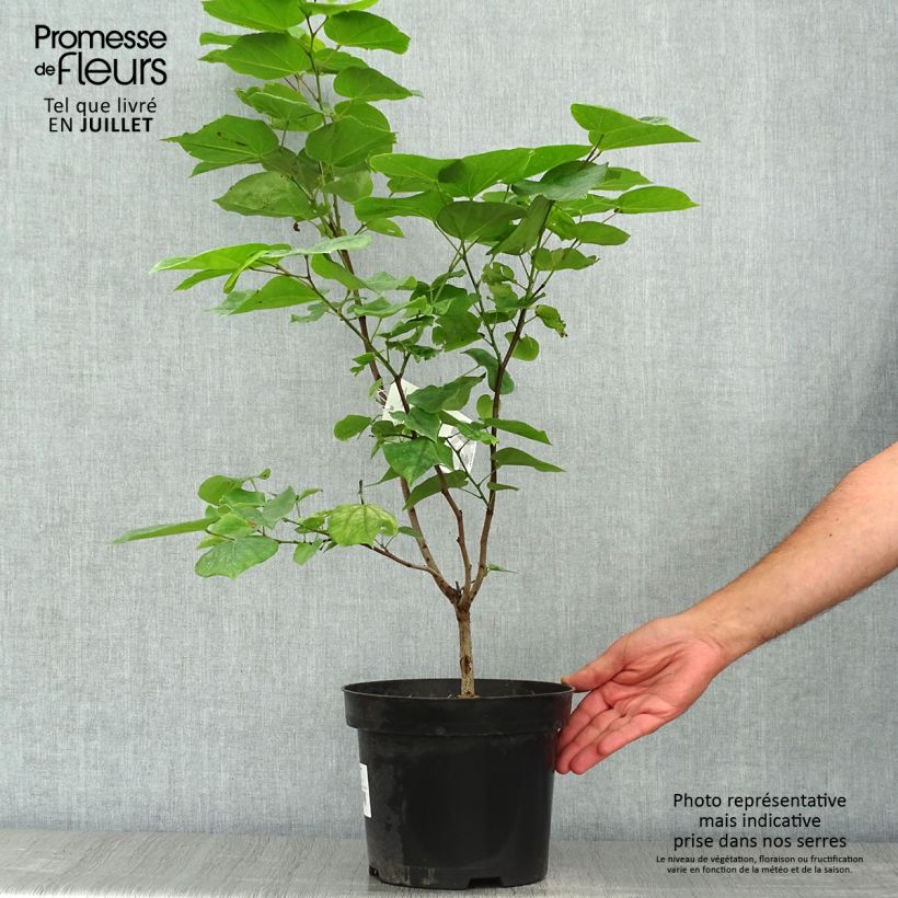 Spécimen de Cercis chinensis Avondale - Arbre de Judée Pot de 4L/5L tel que livré en été