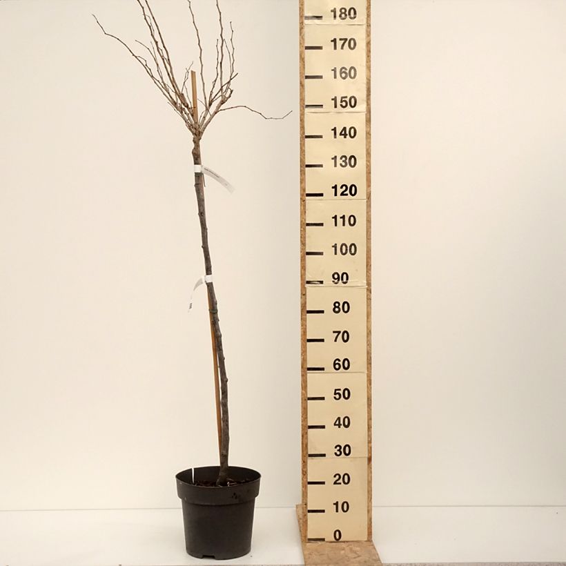 Spécimen de Cercis chinensis Don Egolf - Gainier de Chine compact - Pot de 12L/15L tel que livré en hiver