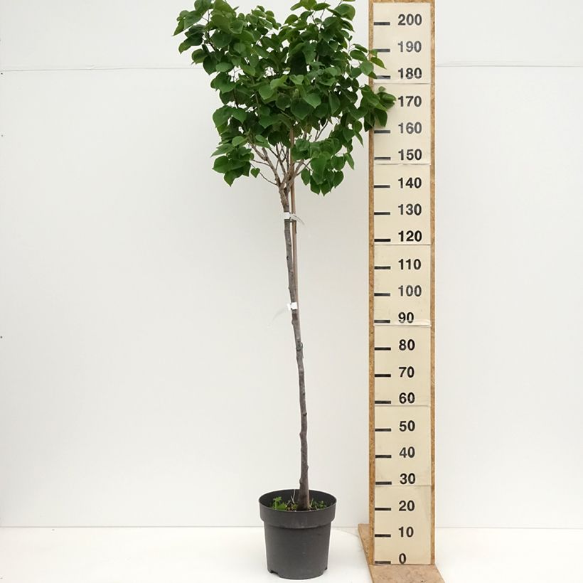 Spécimen de Cercis chinensis Don Egolf - Gainier de Chine compact Pot de 12L/15L, Tige de 120 cm tel que livré au printemps