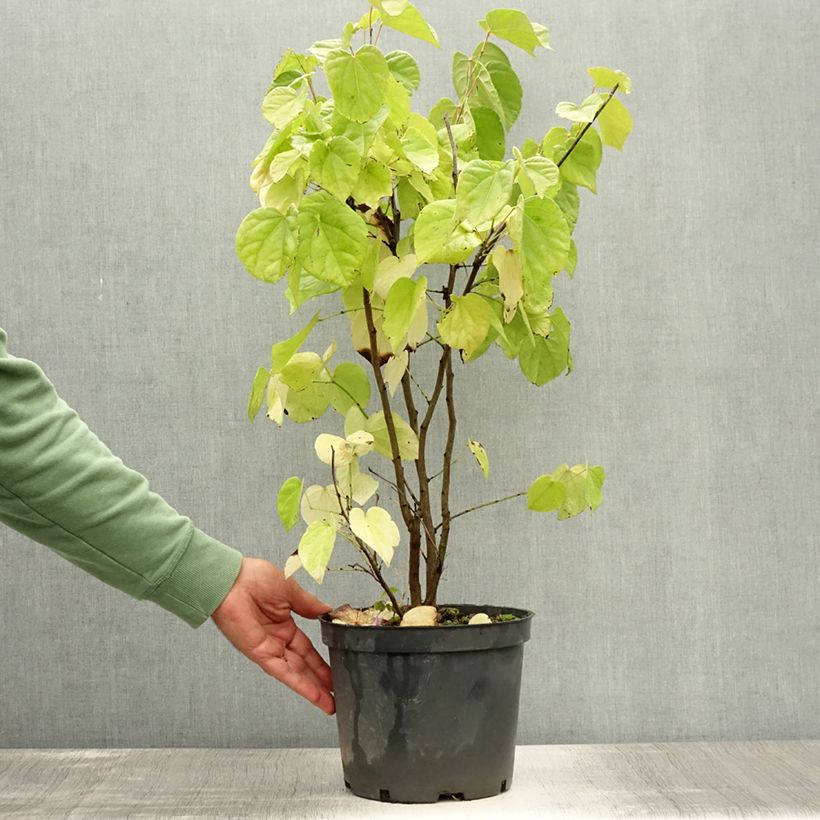 Spécimen de Cercis chinensis Shirobana - Gainier de Chine Pot de 4L/5L tel que livré en été