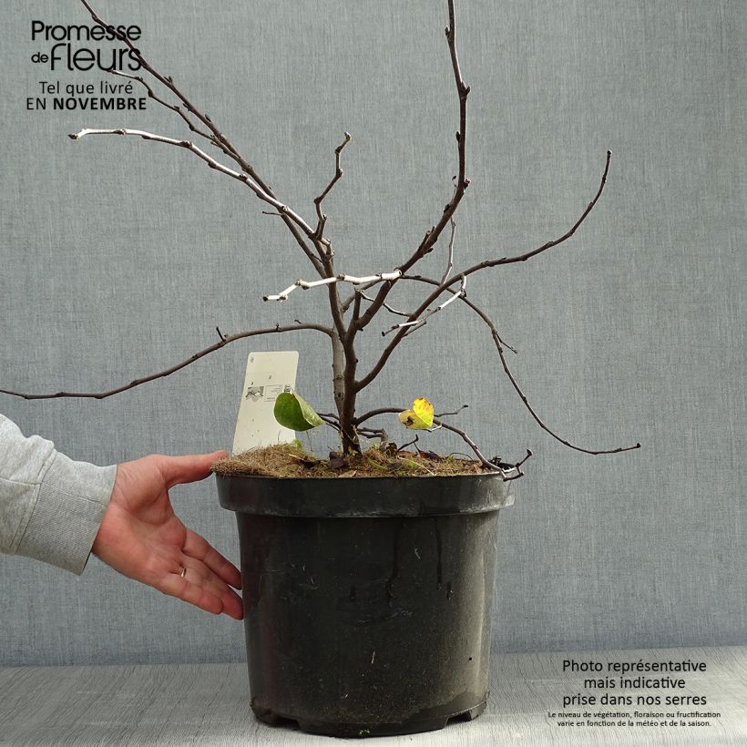 Spécimen de Cercis siliquastrum - Arbre de Judée Pot de 7,5L/10L tel que livré en automne