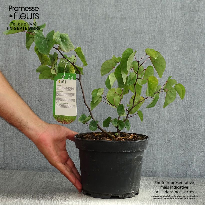 Spécimen de Cercis siliquastrum - Arbre de Judée en pot de 3L/4L tel que livré en été