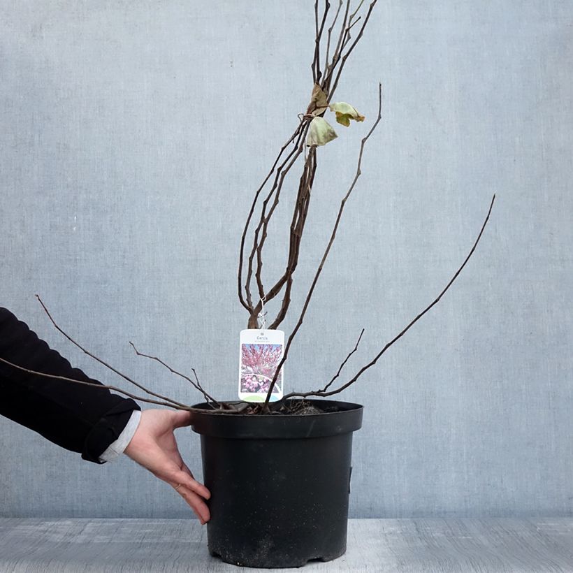 Spécimen de Cercis siliquastrum - Arbre de Judée Pot de 7,5L/10L tel que livré en automne