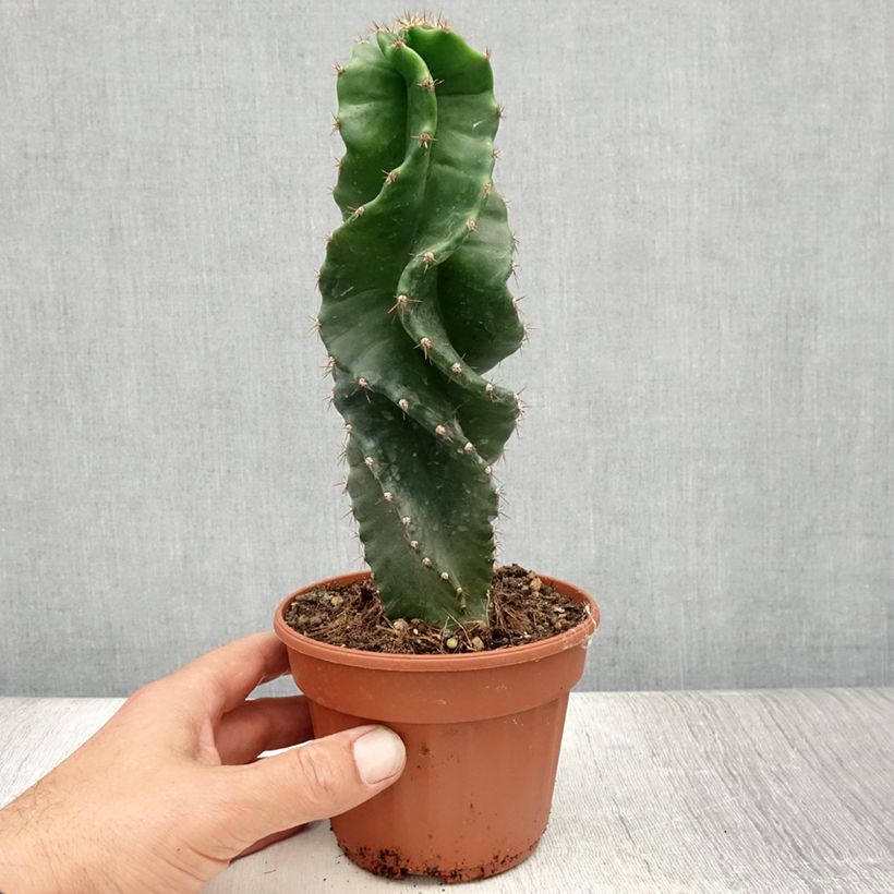 Spécimen de Cereus forbesii Spiralis Pot de 12 cm / 13 cm tel que livré en été