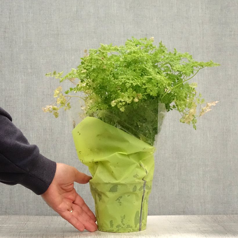 Spécimen de Cerfeuil commun en plants - Anthriscus cerefolium Pot de 1,5L/2L tel que livré en été