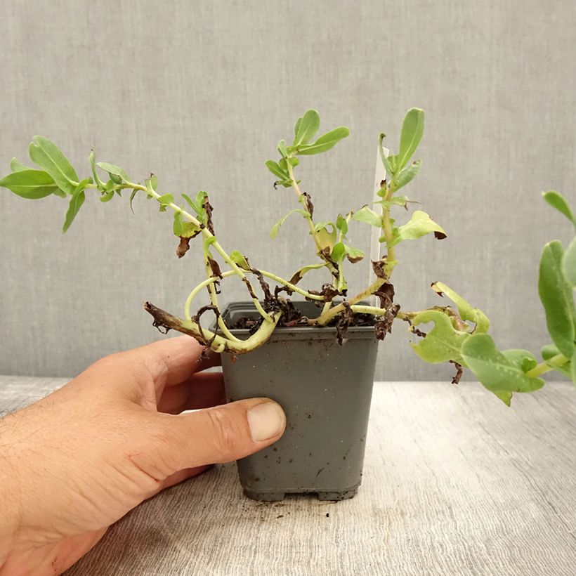 Spécimen de Cerinthe glabra - Cérinthe glabre Godet de 8/9 cm tel que livré en automne