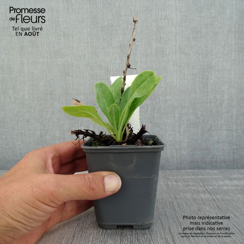Spécimen de Cerinthe glabra - Cérinthe glabre Godet de 8/9 cm tel que livré en été