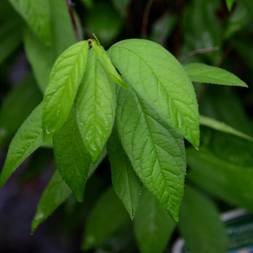 Cerisier à fleur - Prunus glandulosa Alba Plena (Feuillage)