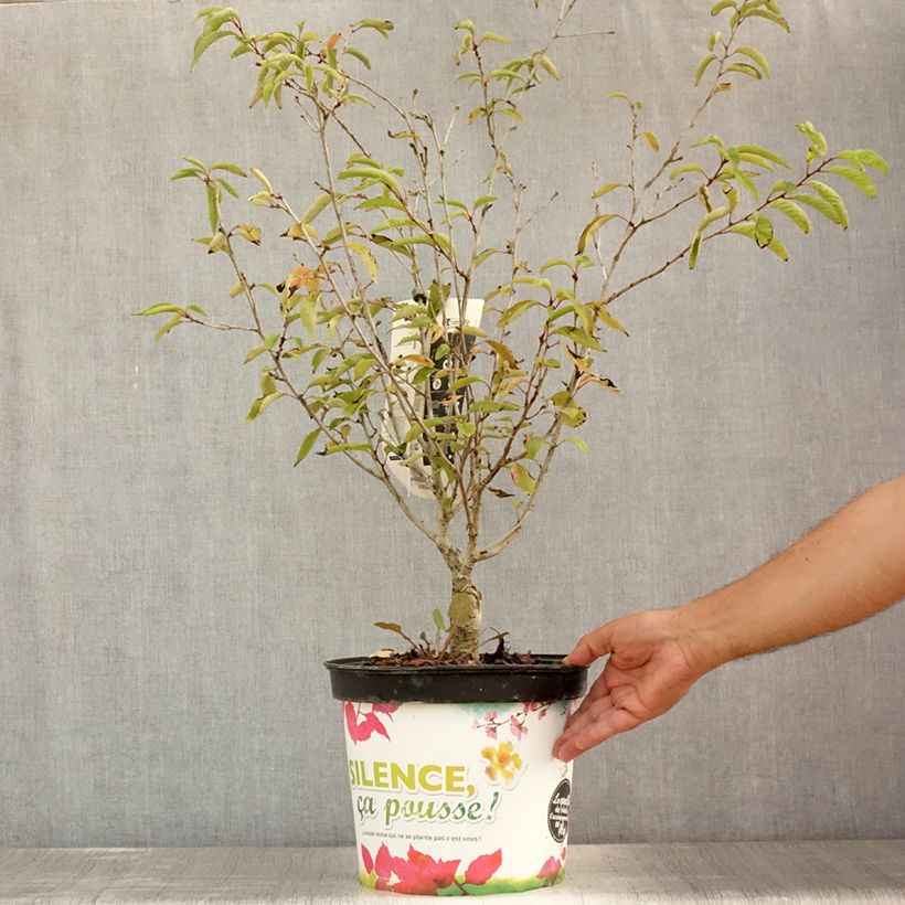 Spécimen de Cerisier à fleurs d'automne - Prunus subhirtella Autumnalis Rosea  Pot de 7,5L/10L tel que livré en été
