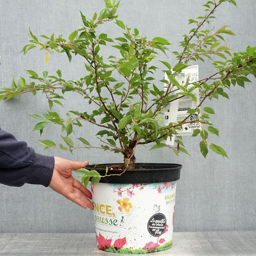 Spécimen de Cerisier à fleurs d'automne - Prunus subhirtella Autumnalis Rosea - 7.5L/10L tel que livré au printemps