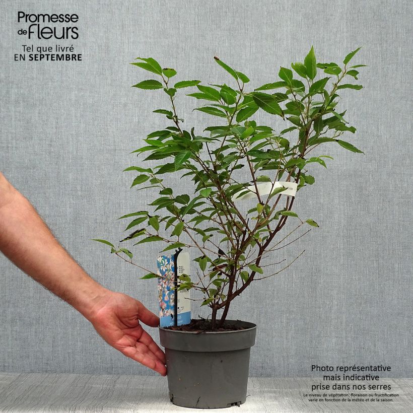 Spécimen de Cerisier à fleurs du Japon nain - Prunus incisa Paean Pot de 2L/3L tel que livré en automne