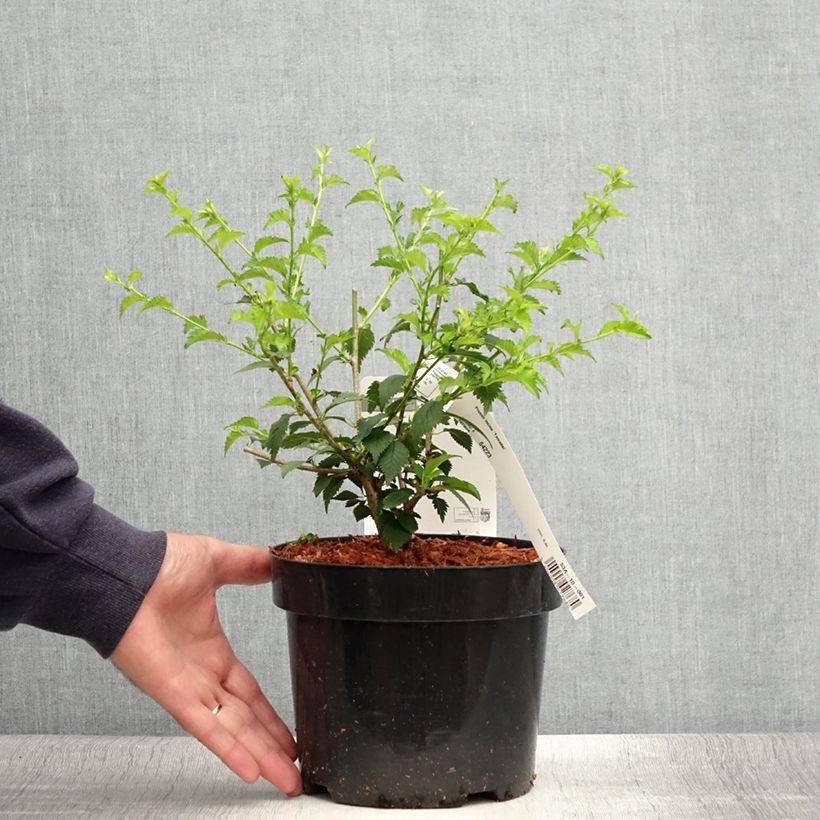 Spécimen de Cerisier à fleurs du Japon nain - Prunus incisa Yamadei Pot de 2L/3L tel que livré en été