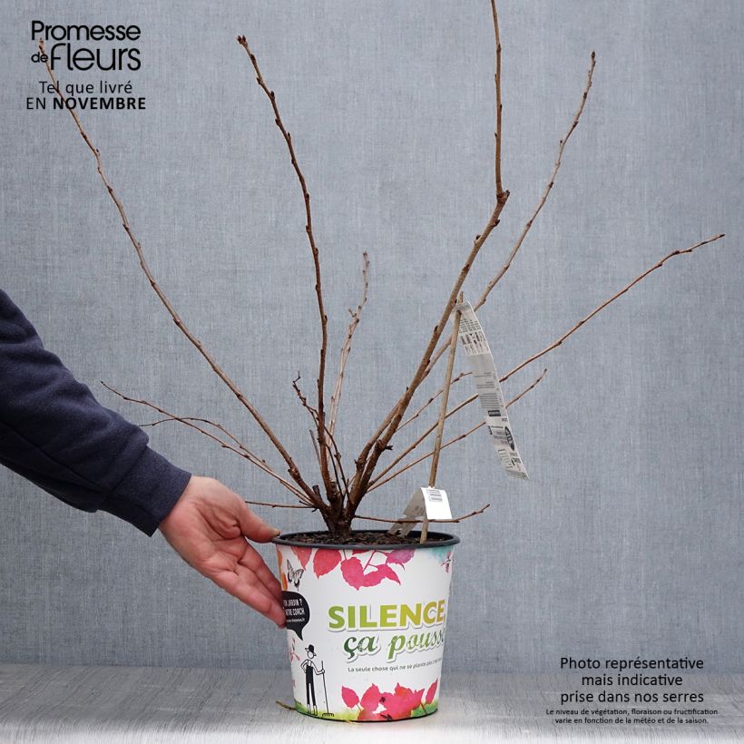 Spécimen de Cerisier du Japon - Prunus Accolade Pot de 4L/5L tel que livré en automne