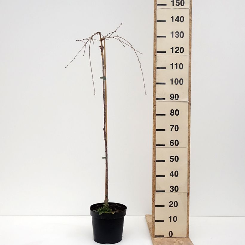 Spécimen de Cerisier à fleurs du Japon - Prunus incisa Frilly Frock - Pot de 7,5L/10L tel que livré en hiver
