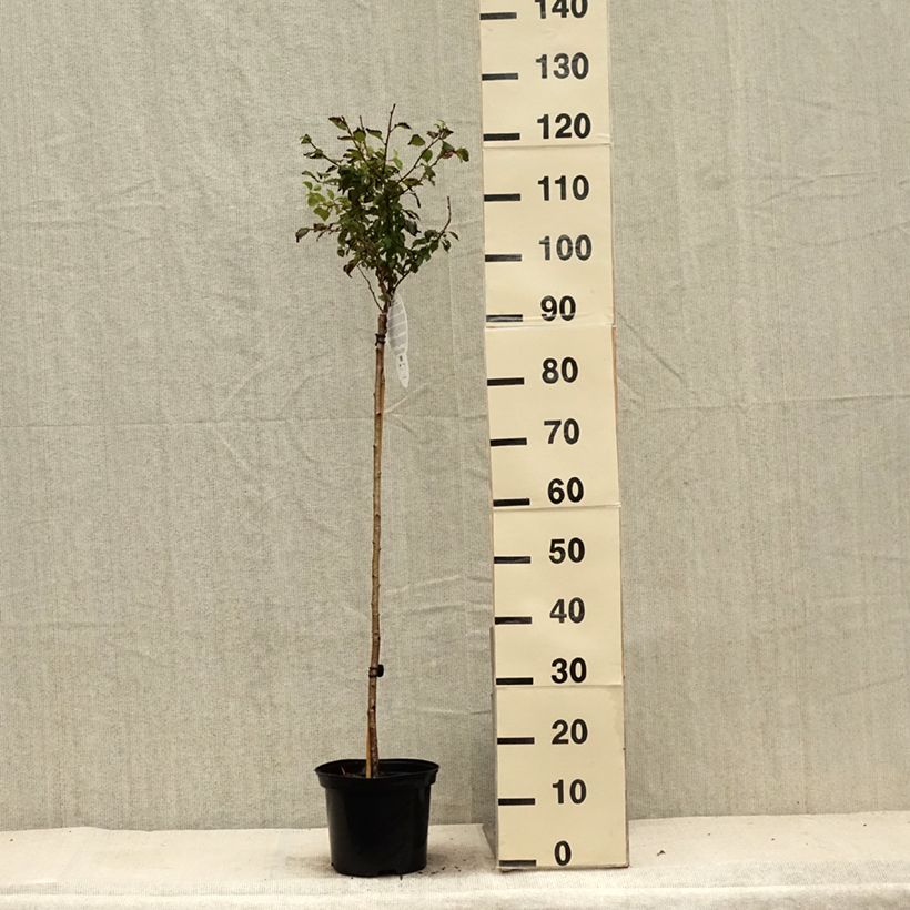 Spécimen de Cerisier à fleurs nain du Japon - Prunus incisa Kojo no mai Pot de 4L/5L, Tige tel que livré en été