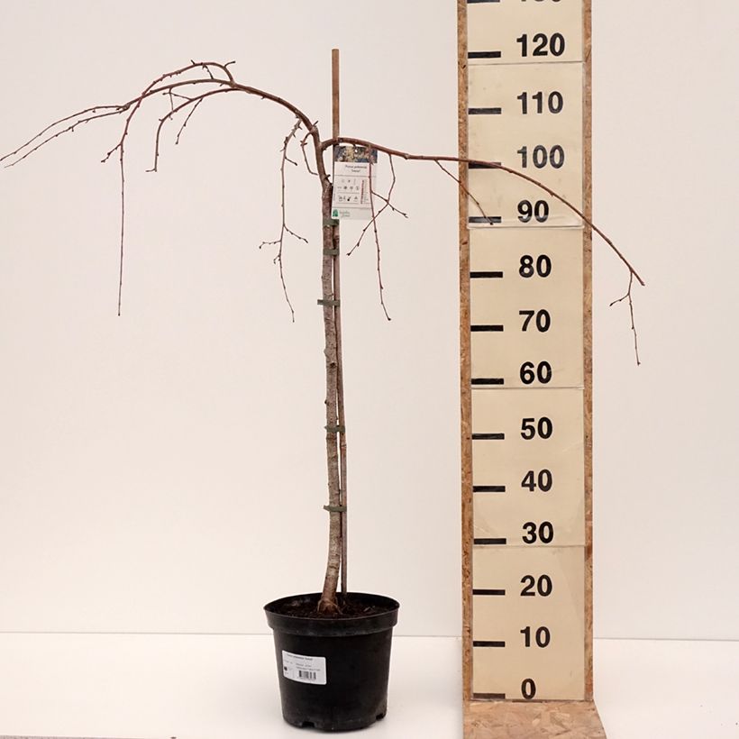 Spécimen de Cerisier à fleurs pleureur - Prunus yedoensis Ivensii Pot de 4L/5LHauteur livrée env. 170/+cm tel que livré en hiver
