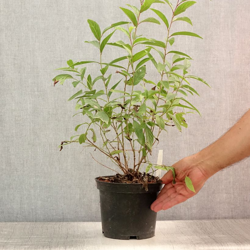 Spécimen de Cerisier à fleurs - Prunus glandulosa Rosea Plena Pot de 3L/4L tel que livré en été