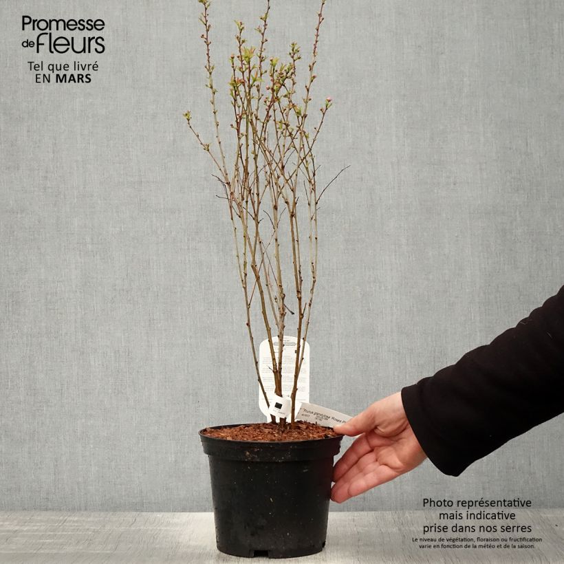 Spécimen de Cerisier à fleurs - Prunus glandulosa Rosea Plena Pot de 3L/4L tel que livré au printemps