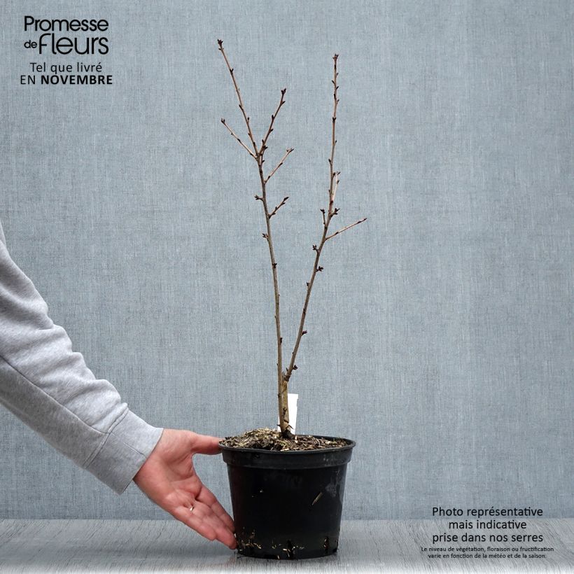Spécimen de Cerisier à fleurs - Prunus hillieri Spire Pot de 3L/4L tel que livré en automne