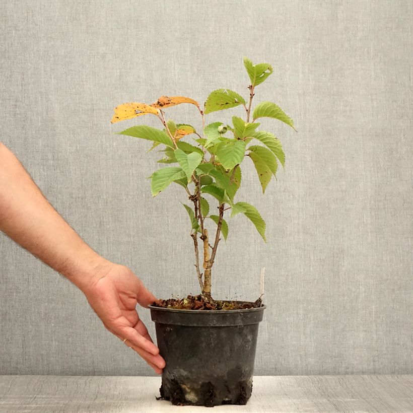 Spécimen de Cerisier à fleurs - Prunus hillieri Spire Pot de 3L/4L tel que livré en été