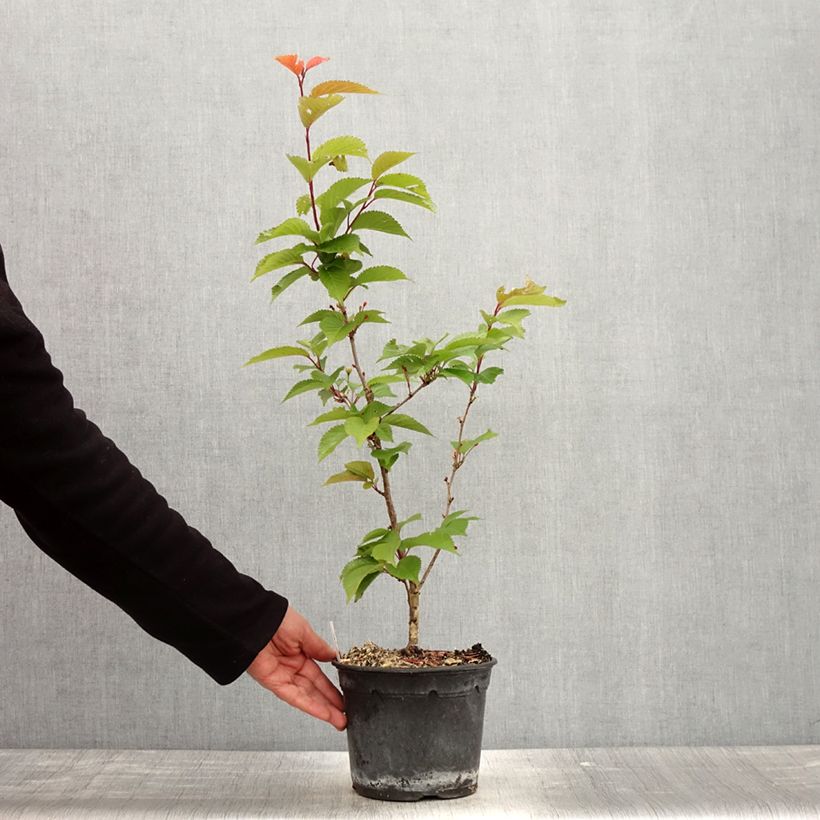 Spécimen de Cerisier à fleurs - Prunus hillieri Spire Pot de 3L/4LHauteur livrée env. 30/60cm tel que livré au printemps