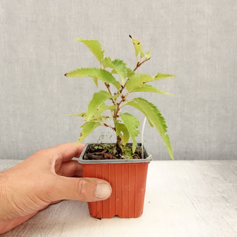 Spécimen de Cerisier à fleurs - Prunus nipponica Brillant Godet de 8/9 cm tel que livré en été
