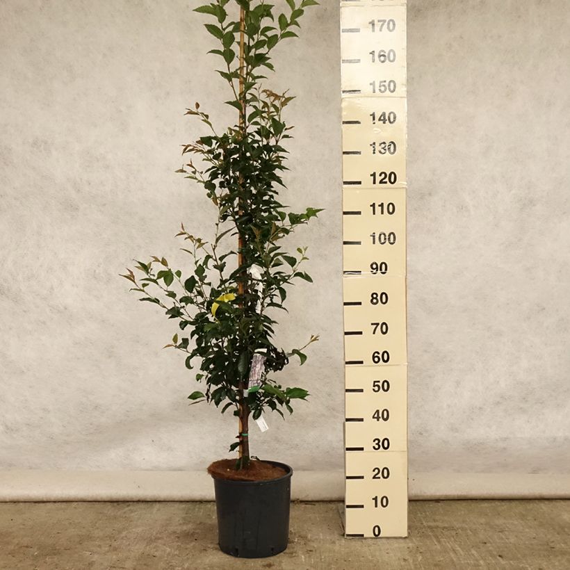 Spécimen de Cerisier à fleurs - Prunus Pandora Pot de 12L/15L, Tige tel que livré en été