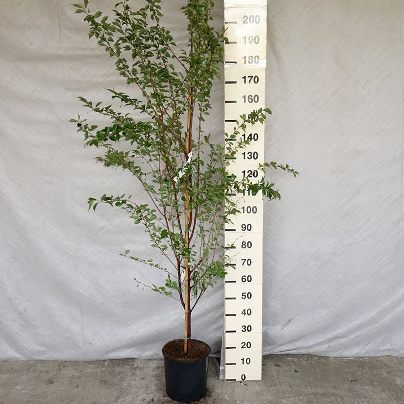 Spécimen de Cerisier à fleurs - Prunus Pandora Pot de 12L/15L tel que livré au printemps