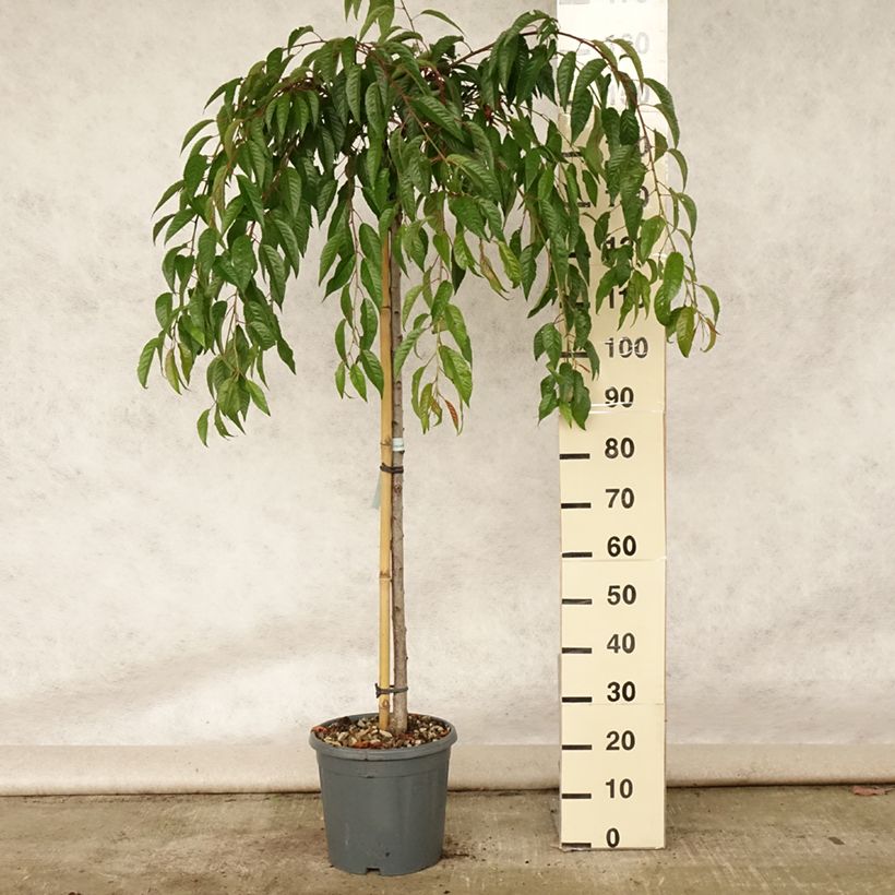 Spécimen de Cerisier à fleurs - Prunus serrulata Kiku Shidare Zakura  Pot de 7,5L/10L tel que livré en été