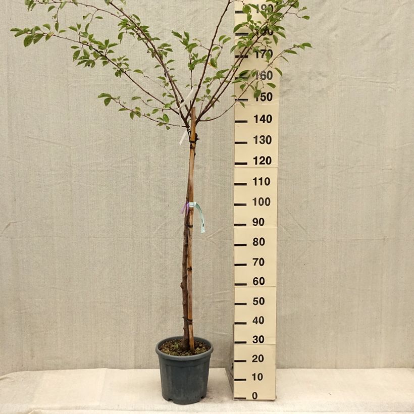 Spécimen de Cerisier à fleurs - Prunus serrulata Shirofugen Pot de 12L/15L, Demi-tige tel que livré en été