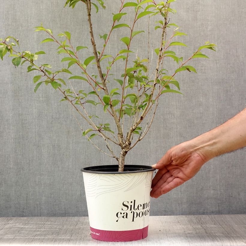 Spécimen de Cerisier à fleurs - Prunus subhirtella Fukubana Pot de 4L/5L tel que livré en été
