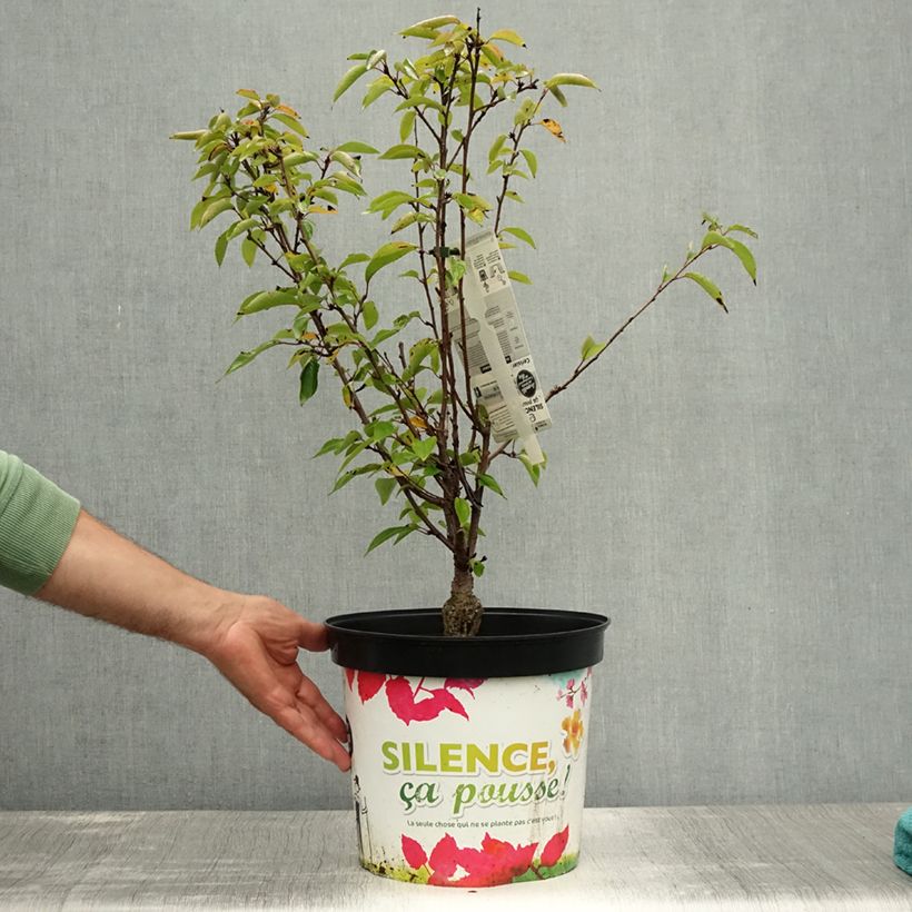 Spécimen de Cerisier à fleurs - Prunus subhirtella Fukubana Pot de 7,5L/10L tel que livré en été