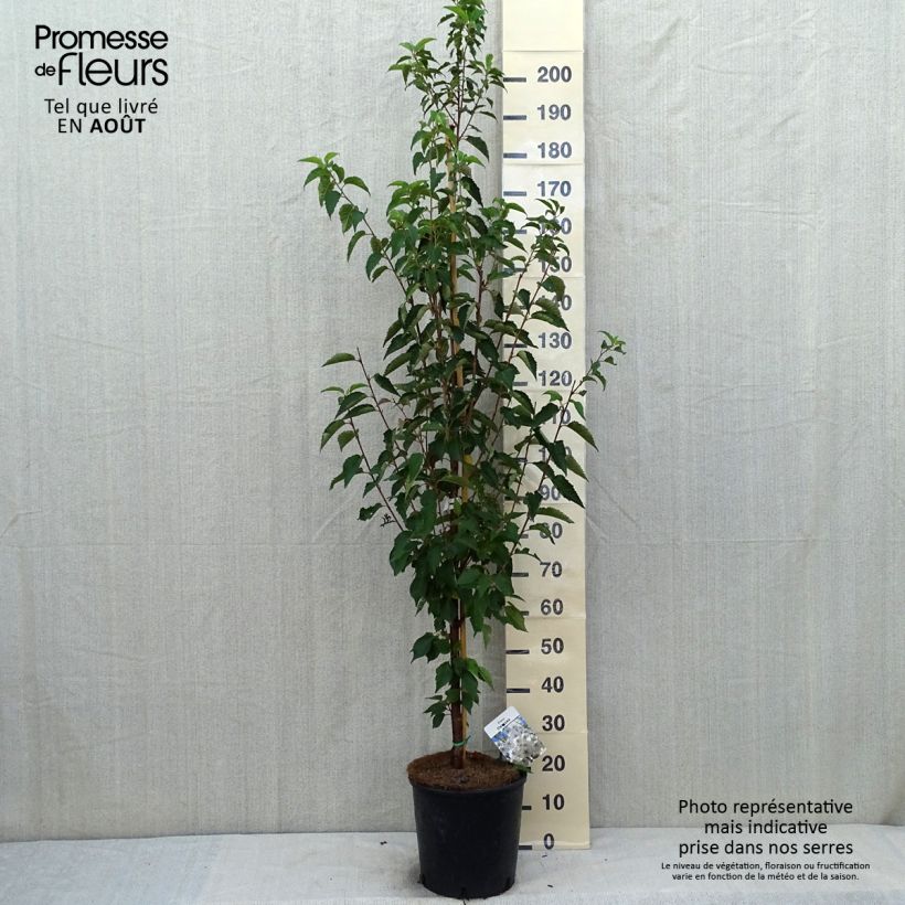 Spécimen de Cerisier à fleurs - Prunus Umineko Pot de 12L/15L tel que livré en été