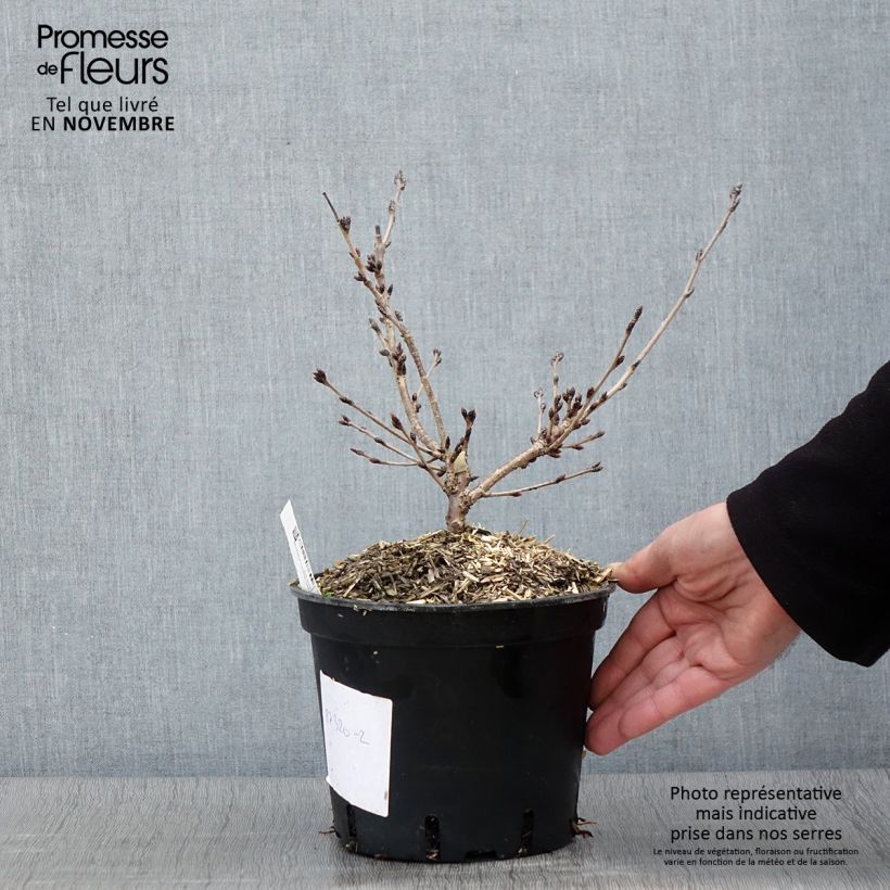 Spécimen de Cerisier à fleurs - Prunus yedoensis  Pot de 3L/4LHauteur livrée env. 20/40cm tel que livré en automne