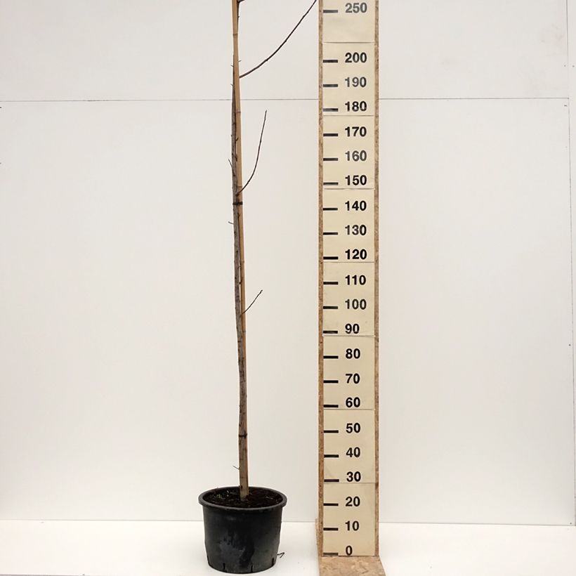 Spécimen de Cerisier à grappes de Virginie - Prunus virginiana Canada Red - Pot de 20L/25L tel que livré en hiver