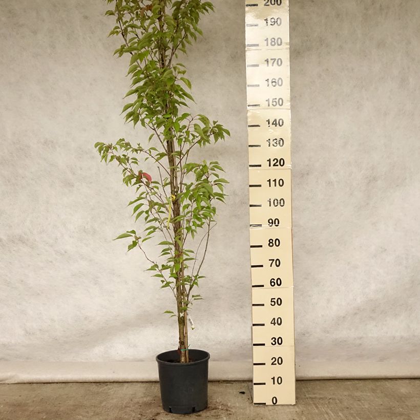 Spécimen de Cerisier à grappes - Prunus serrulata Sunset Boulevard Pot de 12L/15L tel que livré en été